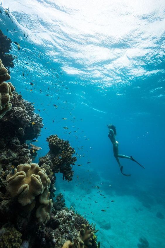 Buceo en arrecife